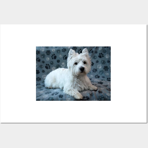 Westie Wall Art by princess-pirate